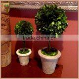 Decorative Single Prserved Boxwood Ball Tree thumbnail-4