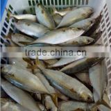 IQF frozen indian mackerel fish whole round