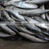 Frozen IQF Muroaji thumbnail-2