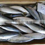 300g+ Sea Frozen/land Frozen Pacific Mackerel thumbnail-1