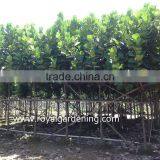 Ficus Lyrata Tropical Trees thumbnail-1