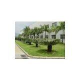 CAS No: 519-02-8 Low Price Matrine thumbnail-3