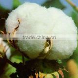 Indian raw cotton S-6