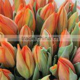 Color Cheapest High Quality Fresh Tulip thumbnail-1