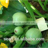 GreenPearl No.3 Early Maturity High Yield Seeds for Sale