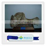 Exhibition Museum Quality Dinosaur Skeleton