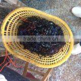 2015 Korean Fashion Promotion Sense Spectacles Frame thumbnail-3