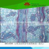 Low Priced Student Experiment Use Inidvidual Plant Stem Cell Prepared Slides