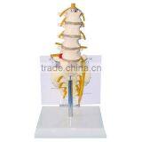 Desktop Lumbar Vertebra Model thumbnail-1