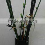 Spiral Lucky Bamboo Pole/dracaena Wandering, Decorative Bamboo Plant thumbnail-1