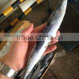 Frozen Saury (Cololabis Saira) Whole Round Fresh & Cheap thumbnail-1