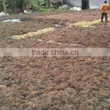 Sell Gracilaria, Eucheuma Spinosum And Eucheuma Cottoni Seaweeds thumbnail-5