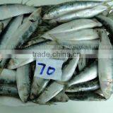 Frozen Sardine Frozen Fish Food thumbnail-1