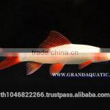 Rainbow Shark Albino / Ornamental Fish Exporter thumbnail-1