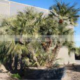 Chamaerops Humilis thumbnail-4