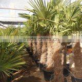 Trachicarpus Fortunei Palm Tree thumbnail-2