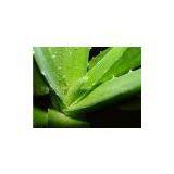 Aloe Extract Powder With Good Quality thumbnail-2
