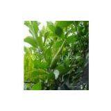 Gymnema Sylvestre Extract/Gymnemic Acids thumbnail-1