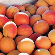 Wholesale Fresh Apricots thumbnail-2