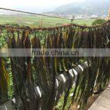 Sun Dried Kelp Cut Shredded Seaweed Laminaria Food thumbnail-4