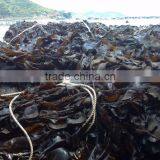Kombu Kelp Seaweed thumbnail-4