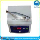 fishing lamp pacific mackerel