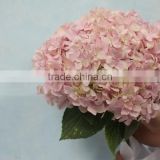 Fresh hotsell hydrangeas flower arrangements