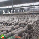 Most Competitive Market Prices for Milky Shiitake Mushroom thumbnail-2