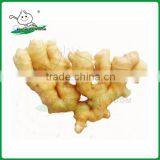 China Fresh Ginger /Fresh Ginger/Ginger thumbnail-1