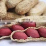 Chinese Peanut Kernels in Shell With High Quality for Sale