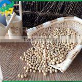 Yellow Soybean thumbnail-1