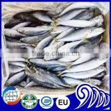 Frozen Small Eye Yellowtail Round Scad thumbnail-1
