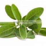 Sage Oil Steam Distilled thumbnail-1