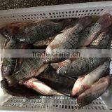 Foods Black Frozen Tilapia Fish thumbnail-2