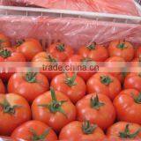 Fresh Vegetables Fresh Tomato