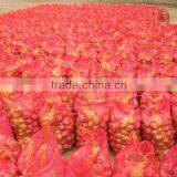 Yellow Onion thumbnail-5