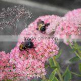 Sedum Species Ivy Leaf Ivy Leaf Sedum