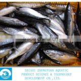 Bulk Packing Frozen Bonito With Best Price thumbnail-2