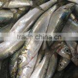 2016 On Sale Best Price Frozen Sardines thumbnail-1