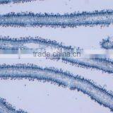 Protista Slides , Algae Slides ,fungi Slides thumbnail-5