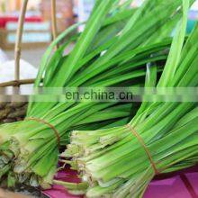 100% Natural Pandan Leaf/High Quality With Price Pandan Leaf From Vietnam thumbnail-3