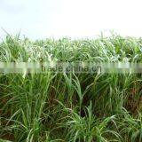 Fish Loved Good Tasted Hybrid Pennisetum Grass Seeds thumbnail-1