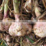 Dry White Garlic/Fresh Style and Garlic Type Dried Garlic thumbnail-2
