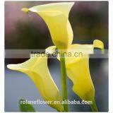 Indevidually Wrapped Export Yellow Bright Color Fresh Cut Calla Flower for Decoration thumbnail-3