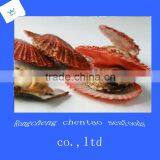 Shandong Shidao Chlamys Scallops