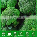 NBR011 Wanliu Best High Yield Brocolli Seeds China thumbnail-1