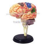 4D Brain Anatomical Model thumbnail-1