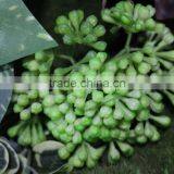 Fake Wall Indoor/ourdoor Manufacturer (80X80cm) Artificial Living Wall thumbnail-3