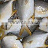 Salmon of Gold Pomfret thumbnail-1