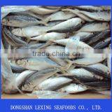 Horse Mackerel thumbnail-1